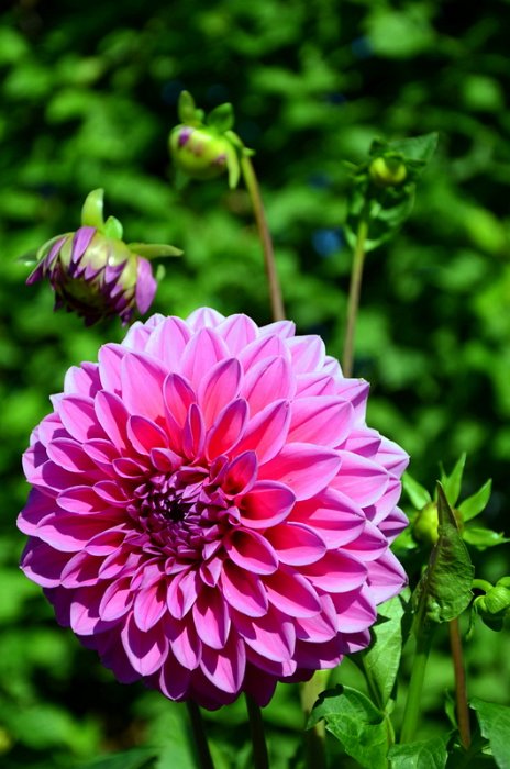 Dahlia x 'Paris 11' (3)